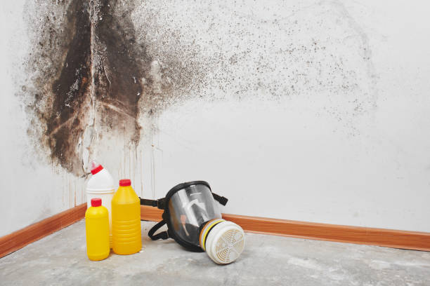Best Affordable Mold Removal  in Redmond, WA