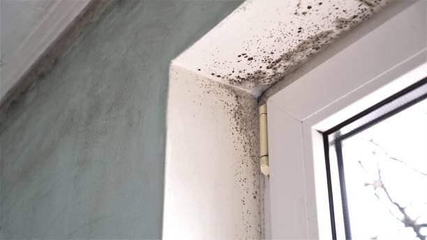 Best Emergency Mold Removal  in Redmond, WA