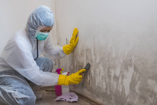 Mold Removal and Inspection in Redmond, WA