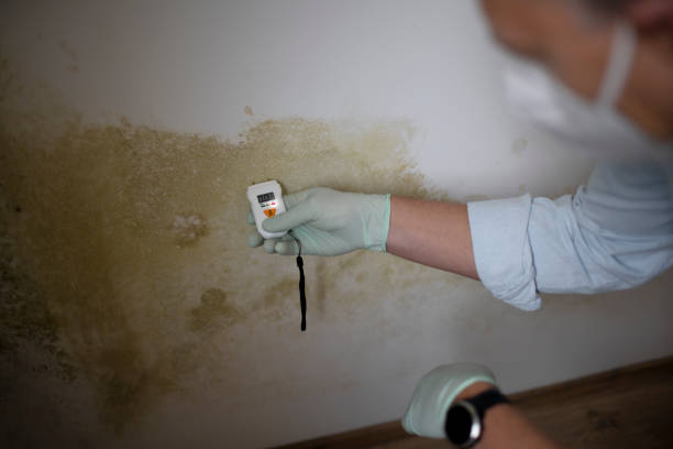 Best Mold Removal Near Me  in Redmond, WA