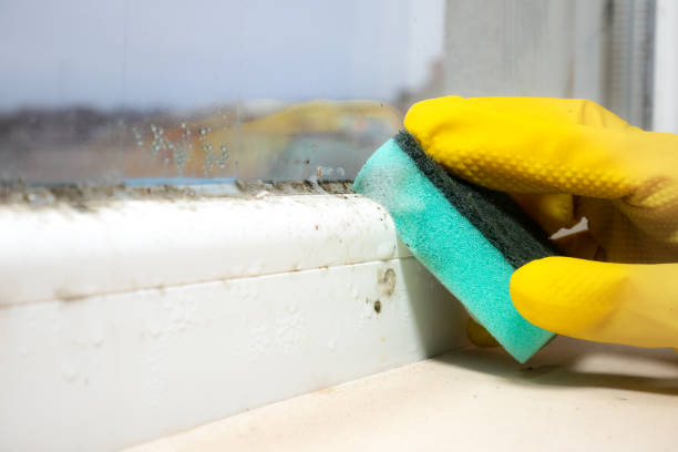 Best Mold Removal Company Near Me  in Redmond, WA