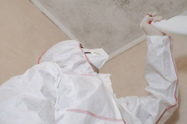 Best Mold Removal and Inspection  in Redmond, WA