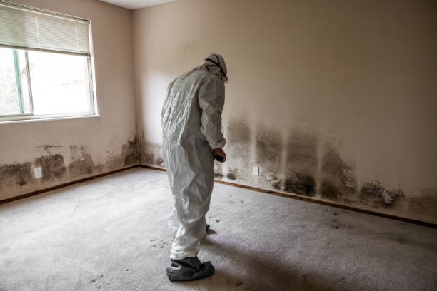 Best Black Mold Removal  in Redmond, WA