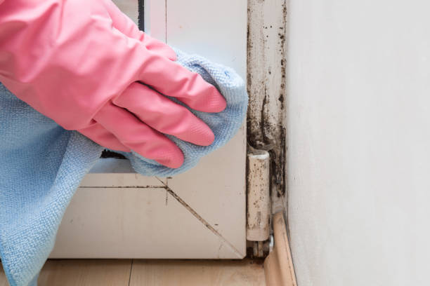 Best Mold Cleaning Services  in Redmond, WA