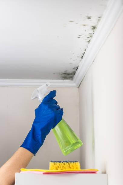 Best Fast Mold Removal  in Redmond, WA