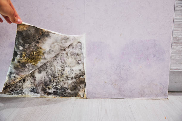 Best Affordable Mold Removal  in Redmond, WA